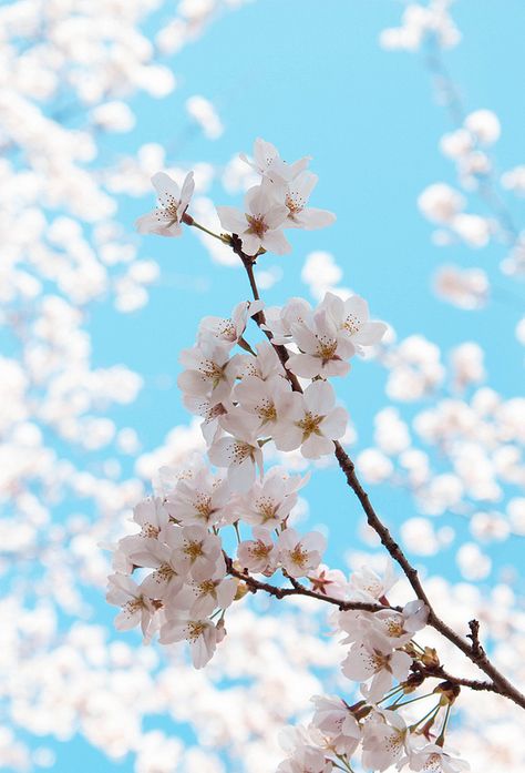 sakura Japanese Spring, Cherry Blooms, Cherry Blossom Wallpaper, Sakura Tree, Sakura Flower, Wallpaper Nature Flowers, Spring Landscape, Spring Wallpaper, Flower Background Wallpaper