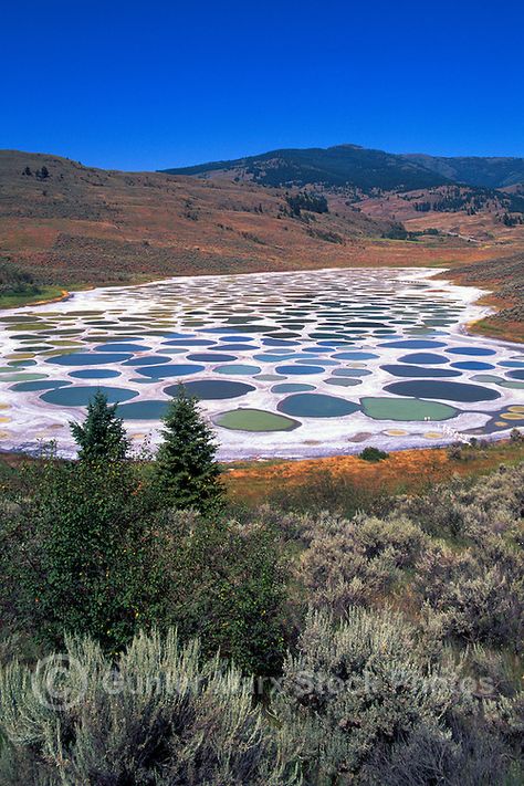 Spotted Lake near Osoyoos, South Okanagan Valley, BC, British Columbia,  Canada - Historical First Nations Sacred Mineral Waters Spotted Lake, Standing In Water, Columbia Travel, British Columbia Travel, Okanagan Valley, Canada Toronto, Scenic Photos, Amazing Travel Destinations, British Columbia Canada