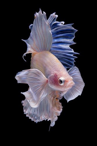 Halfmoon betta fish | Halfmoon Betta fish on black backgroun… | da nokkaew | Flickr Jelly Fish Black Background, Siamese Fish, Jellyfish Illustration, Colourful Fish, Fish Eyes, Pretty Fish, Water Background, Halfmoon Betta, Beautiful Sea Creatures