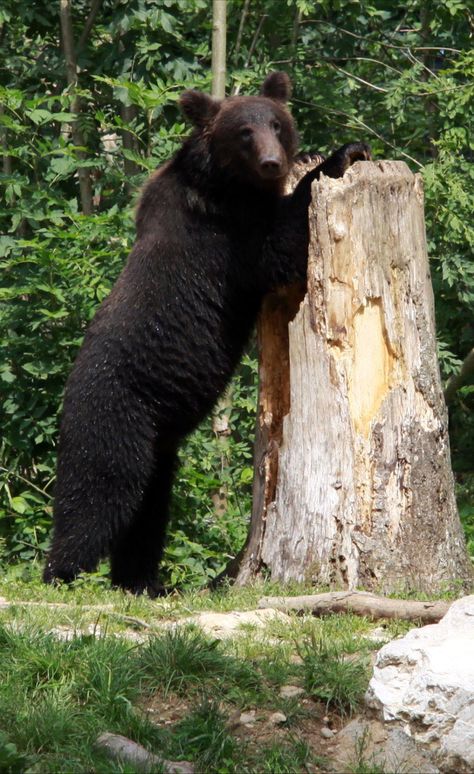 Ussuri brown bear. Ussuri Brown Bear, Japanese Animals, Types Of Animals, Tat Ideas, Wild Life, Black Bear, Brown Bear, African Art, Fairy Tale