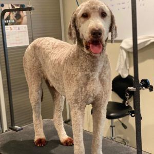 Shaved Labradoodle, Chocolate Labradoodle Haircut Style, Labradoodle Shaved Face, Diy Labradoodle Grooming, Straight Hair Labradoodle Grooming, Labradoodle Hair, How To Trim Labradoodle Face, Labradoodle Haircut, Labradoodle Grooming