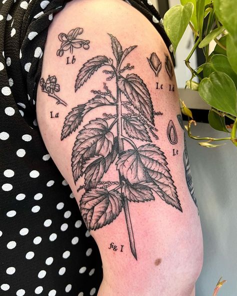 Botanical Print Tattoo, Stinging Nettle Tattoo, Scientific Tattoo Ideas, Gardening Tattoo Ideas, Nettle Drawing, Herbology Tattoo, Nettle Tattoo, Scientific Illustration Tattoo, Illustrative Tattoo Style