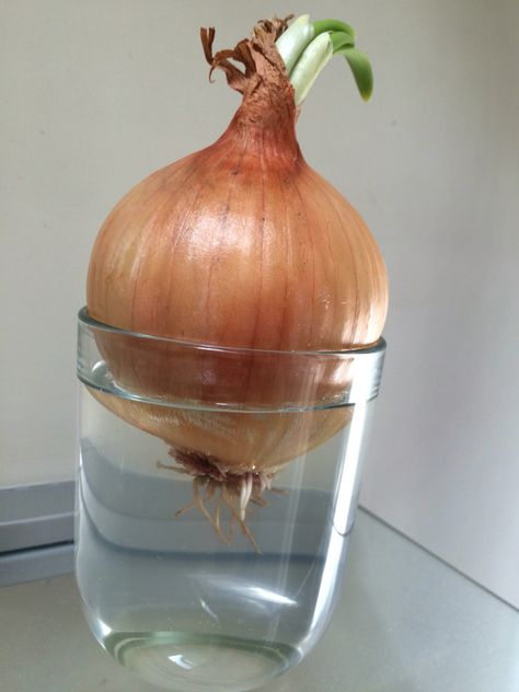 Rooting sprouted onion to replant #waterpropagatiom #spring2016 Replant, Decorative Jars, Terrace, Projects To Try, Quick Saves, Home Decor, Home Décor