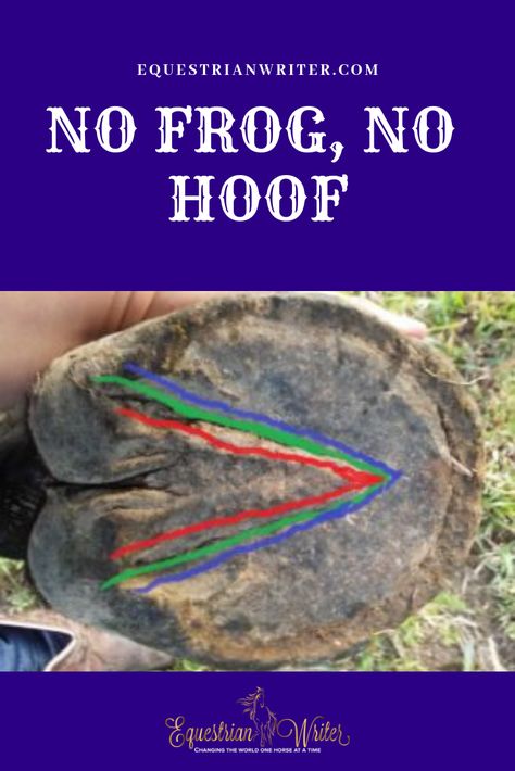 The frog is the most important piece of a horse’s shock absorber system. #horses #horsetraining #horsetrainingtips Horse Nutrition, Horse Info, Horse Anatomy, Hoof Care, Horse Training Tips, Types Of Horses, Horse Tips, Horse Health, Horse Blankets