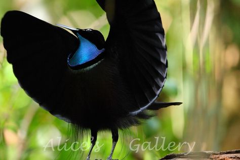 Magnificent Riflebird, Bird Perch, Anatomy Reference, Birds Of Paradise, Beautiful Birds, Life Is Beautiful, Paradise, Birds, Animals