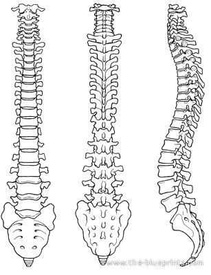 Spinal Chord Art, Skeleton Tail Drawing, Spine Illustration Art, Spine Sketch Drawings, How To Draw A Spine Step By Step, Human Spine Tattoo, Spine Tattoos Template, How To Draw A Spine, Vertabae Bone Drawing