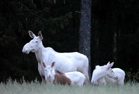 Albino Moose, Melanistic Animals, Moose Family, Rare Albino Animals, Moose Pictures, White Moose, White Animals, Albino Animals, Unusual Animals