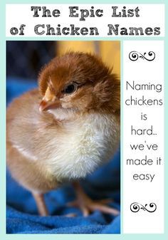 This epic list of chicken names is all you'll ever need to name your whole chicken flock! Good Chicken Names, Essential List, Chicken Flock, Hatching Chickens, Chicken Incubator, Portable Chicken Coop, Silkie Chickens, Chicken Life, Best Chicken Coop