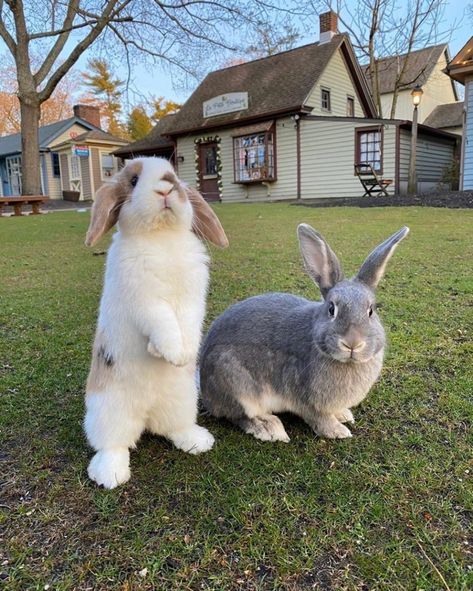 Pet Bunny Rabbits, Pet Bunny, Pretty Animals, The Grass, Animal Photo, Cute Little Animals, 귀여운 동물, Cuteness Overload, Cute Bunny