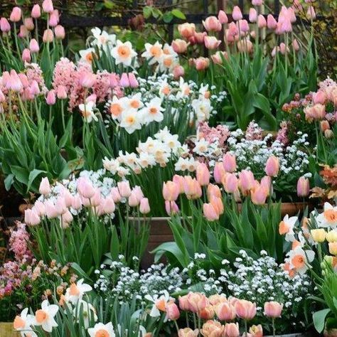 Tulip And Daffodil Garden, Planting Tulips, Tulips Garden, Classic Interiors, Garden Bulbs, Have Inspiration, Pink Garden, Happy Spring, Pretty Plants