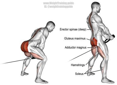 Cable pull through. A compound exercise. Target muscle: Gluteus Maximus. Synergistic muscles: Erector Spinae, Hamstrings, Adductor Magnus, Soleus, and Anterior Deltoid. Erector Spinae, Gluteus Maximus, Fitness Studio Training, Cable Workout, Gym Antrenmanları, Compound Exercises, Muscles In Your Body, Fitness Transformation, Workout Guide