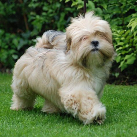 Beautiful puppy! Lasa Apso, Lhasa Apso Puppy, Lhasa Apso Puppies, Havanese Dogs, Boxer Puppies, Puppy Names, Pugs Funny, Lhasa Apso, Lhasa