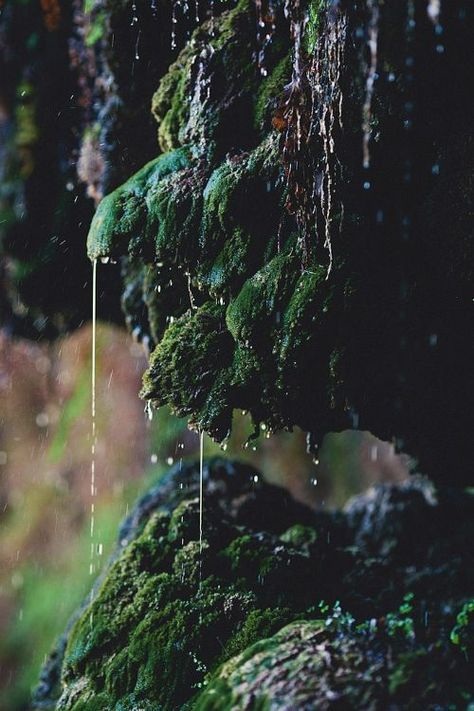 wild, moss, green, outdoors, rain, weather, nature Dark Naturalism, Theme Nature, Slytherin Aesthetic, Alam Yang Indah, Dragon Age, Nature Aesthetic, Enchanted Forest, Green Aesthetic, Image Hd