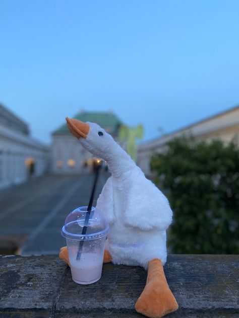 #photography #photooftheday #photo #instagram Duck Photography, Duck Stuffed Animal, Quotes Celebrities, Cute Ducklings, Funny Poses, Funny Emoticons, Hairstyle Fashion, Cute Memes, Cute Profile Pictures