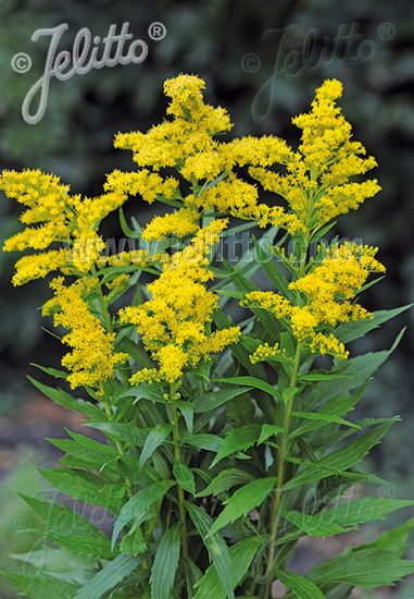 Jelitto Perennial Seed | SOLIDAGO canadensis 'Golden Baby' Portion(s) Flower Identification, Herbaceous Border, Pond Water Features, Sun Perennials, Golden Rod, Border Plants, Garden Whimsy, Yellow Springs, Hobby Farms