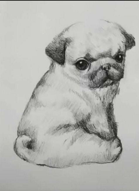 Animal Sketches Easy, Dog Pencil Drawing, Realistic Animal Drawings, Puppy Sketch, Colorful Hairstyles, Pencil Drawings Of Animals, Puppy Drawing, Realistic Pencil Drawings, Animal Drawings Sketches