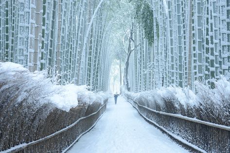 Arashiyama Bamboo Grove in winter Winter Forest Art, Arashiyama Bamboo Grove, Arashiyama Bamboo Forest, Kansai International Airport, Bamboo Grove, Vacation Checklist, Temple Gardens, Bamboo Forest, Forest Art