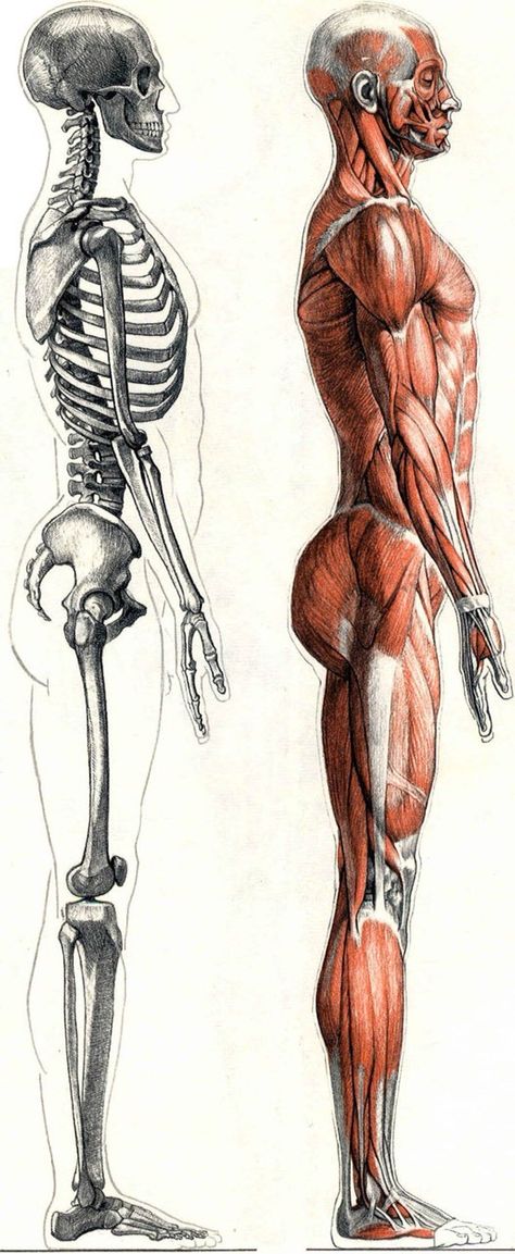 Human Anatomy Reference, Art Anatomy, Anatomy Bones, Skeleton Anatomy, Man Anatomy, Body Structure, Drawing Body Poses, Human Body Anatomy, Anatomy Tutorial