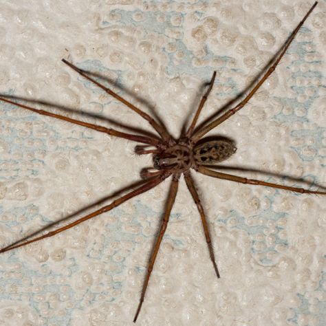 House Spider by Gordon England Giant house spider (Eratigena) Male looking for a female, Farnham, Surrey, UK, September 2011 Giant House Spider, Australia Spider, Giant Huntsman Spider, Australian Spider, Wood Spider, Australian Spiders Giant, Jumping Spider Species, House Spider, Garden Mural