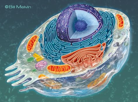 BIOLOGY ART by Bill Melvin, via Behance Biology Tattoo, Biotechnology Art, Animal Cell Project, Element Chemistry, Cells Project, Cell Model, Biology Art, Microscopic Images, Animal Cell