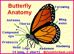 Butterfly Body Parts | ... biggest smallest classification butterfly gardens what is a butterfly Butterfly Body Parts, Butterfly Information, Butterfly Facts, Monarch Butterfly Garden, Butterfly Habitat, Milkweed Plant, Butterfly Life Cycle, Butterfly House, The Monarch