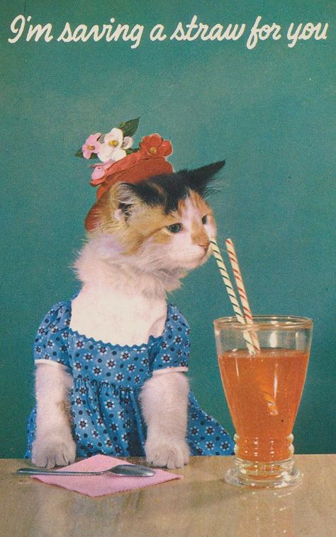 Vintage Birthday Cards, Cat People, Red Hat, Cat Treats, Vintage Printables, Silly Cats, Vintage Cat, Cat Clothes, Vintage Cards