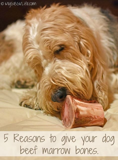 Beef Marrow Bones Recipes, Marrow Bones For Dogs, Beef Soup Bones, Beef Marrow, Bones For Dogs, Beef Marrow Bones, Pin Interest, Dog Remedies, Healthy Beef