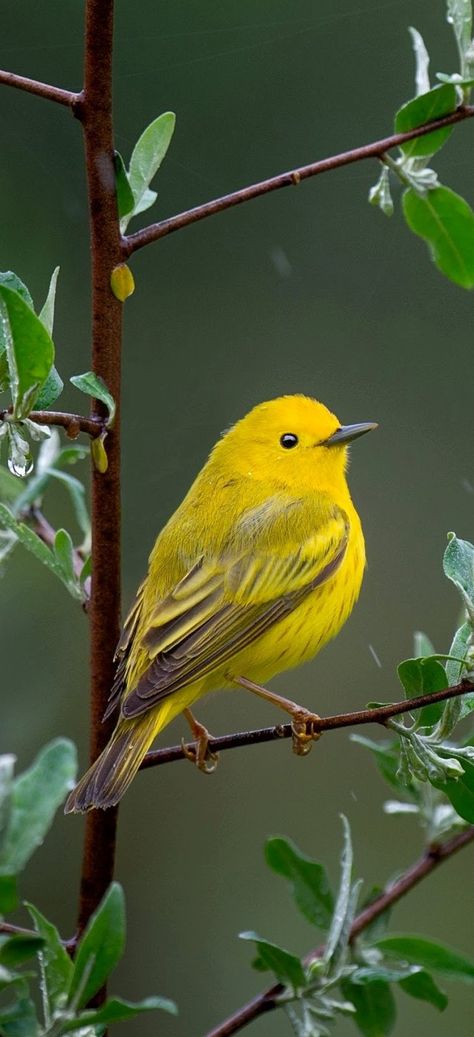 Beautiful yellow warbler bird. #Birds #BeautifulBirds #BirdFeathers #Animals Prothonotary Warbler, Yellow Warbler, Beautiful Butterfly Photography, Yellow Animals, Funny Parrots, Yellow Bird, Backyard Birds, Pet Life, Bird Pictures