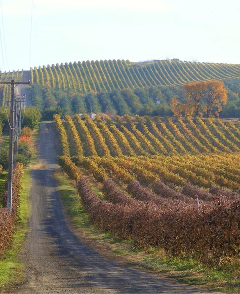 Wine Country, Yakima Valley. Desert Valley, Yakima Washington, Yakima Valley, Eastern Washington, Evergreen State, Element Design, Sea To Shining Sea, State Of Oregon, Destin Florida