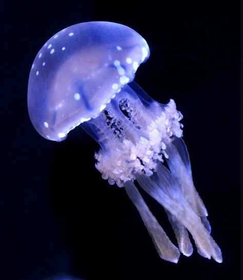 Spotted Lagoon Jellyfish, Lagoon Jellyfish, White Spotted Jellyfish, Whimsical Jellyfish, Pretty Jellyfish, Spotted Jellyfish, Phantom Jellyfish, Sea Jellies, Jellyfish Tattoo