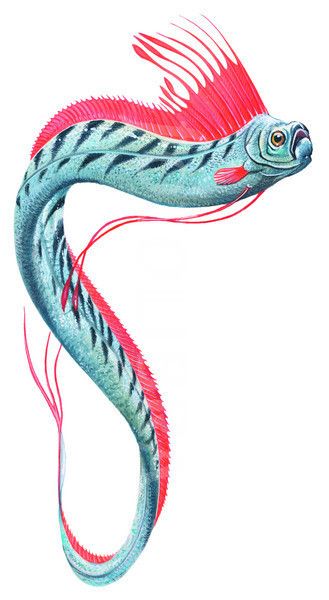 Oar Fish Oarfish Tattoo, Oar Fish, Ancient Fish, Blue Words, Weird Fish, Animal Study, Fish Illustration, Fish Drawings, Exotic Fish