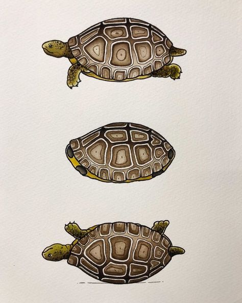 Tortoise Drawing, Shell Drawing, Turtle Images, Turtle Drawing, Shiva Tattoo Design, Turtle Tattoo, Turtle Love, Watercolour Illustration, Turtle Art