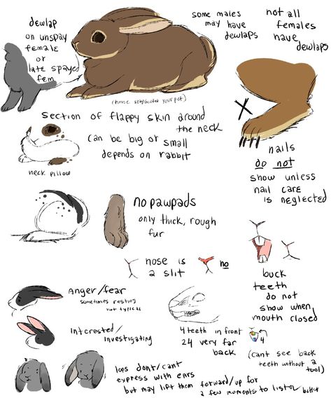 Rabbit Anatomy Tips Rabbit Anatomy, Anatomy Tips, Rabbit Drawing, Bunny Suit, Animal Study, Rabbit Art, Bunny Art, Anatomy Drawing, Creature Concept Art