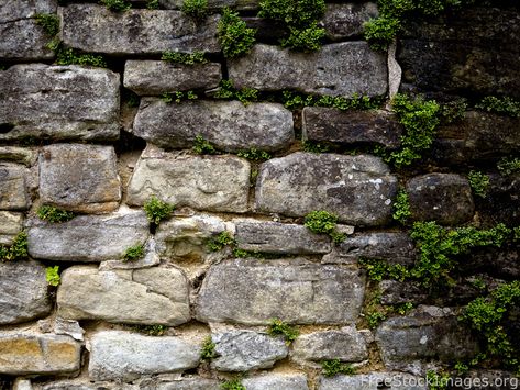 free-stock-images-old-stone-wall-green-plants-19 | Sequence33 Building A Stone Wall, Old Stone Wall, Stone Walls Garden, Stone Wall Texture, Rock Plants, Faux Walls, Look Wallpaper, Rock Textures, Paint Inspiration