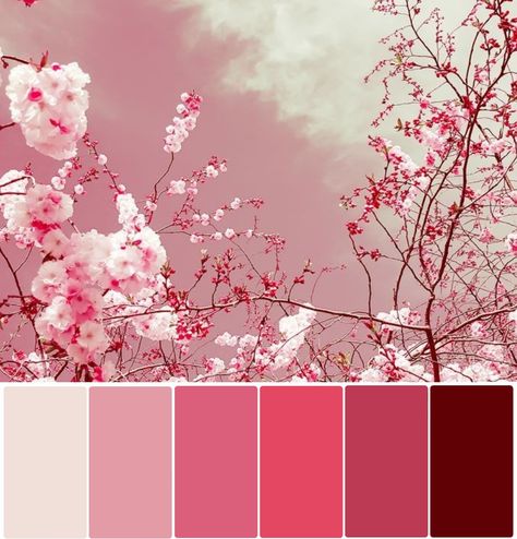 Cherry Blossom Pink Color, Cherry Blossom Wedding Theme Color Schemes Colour Palettes, Cherry Pink Color Palette, Sakura Colour Palette, Japanese Cherry Blossom Color Palette, Pink Pallets Colour Palettes, Pink Monochrome Color Palette, Cherry Packaging Design, Cherry Blossom Hair Color