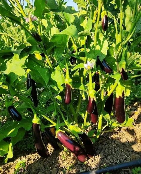 Eggplant Tree, Atkins Diet Plan, Vegetable Farm, Organic Pesticide, Gift Tray, Vegetable Farming, Bountiful Harvest, Home Vegetable Garden, Islamic Messages