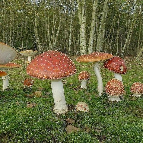 Cottagecore Forest, Cottagecore Mushroom, Scene Core, Forest Garden, Cottagecore Aesthetic, Fantasy Aesthetic, Types Of Houses, Beautiful Nature Scenes, Nature Scenes