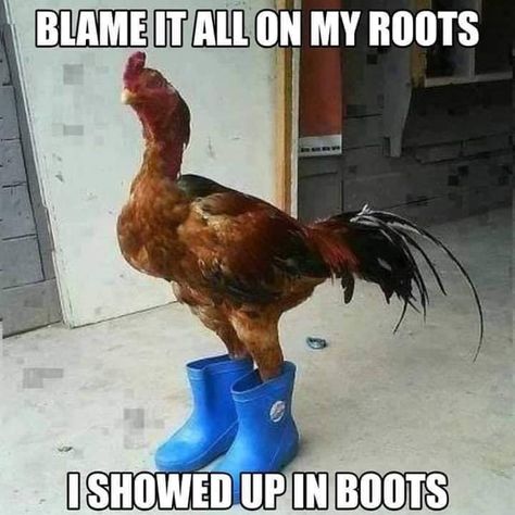 Chicken Pictures, Decoration Design, Tumblr Funny, Animal Memes, Dumb And Dumber, I Laughed, Red Roses, Rooster, Funny Animals