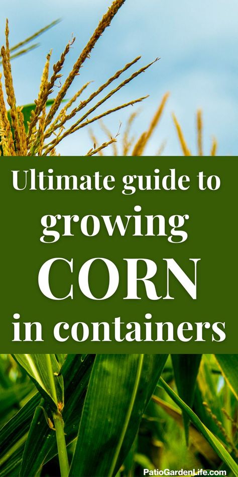 corn silks growing on green stalks under a blue sky with overlay text ultimate guide to growing corn in containers Corn Growing, Growing Sweet Corn, Grow Corn, Privacy Landscaping Backyard, Growing Corn, Bucket Gardening, Growing Veggies, Backyard Vegetable Gardens, Ears Of Corn