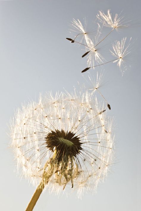 Whats Wallpaper, Dandelion Art, Blowing In The Wind, Dandelion Wish, Dandelion Flower, Healing Herbs, Mother Earth, Nature Beauty, The Wind