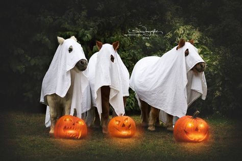 Equine Costume Ideas, Horse Ghost Costume, Halloween Horse Art, Halloween Horse Photoshoot, Equitation Aesthetic, Halloween Shooting, Ghost Horse, Equestrian Photoshoot, Horse Halloween Costumes