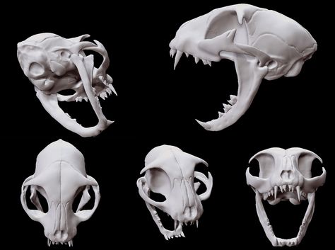 Cat Skull Reference Drawing, Cat Skull Outline, Cat Skull Side View, Cat Skull Anatomy, Panther Skull, Cat Skull Front View, Cats Skull, Cat Skull Photography, Animal Jaw Bone