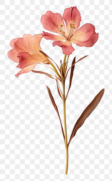 Flower Stem Illustration, Flower Elements Illustration, Dried Flowers Aesthetic, Dried Flowers Png, Oleander Flower, Transparent Flowers Png, Antique Flower Illustration, Flower On White Background, Aesthetic Pngs