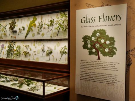 Harvard Glass Flowers, Natural Exhibition Design, Nature Exhibition Design, Botanical Museum, Flower Museum, Plant Exhibition, Plant Museum, Nature Exhibition, Natural Museum