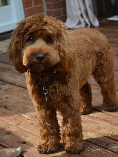 50+ Cutest Labradoodle Pictures – Page 6 – The Paws Labradoodle Pictures, Miniature Labradoodle, Labradoodle Haircut, Labradoodle Mini, Brown Labradoodle, Mini Labradoodle Puppy, Labradoodle Breeders, Mini Labradoodle, Labradoodle Miniature