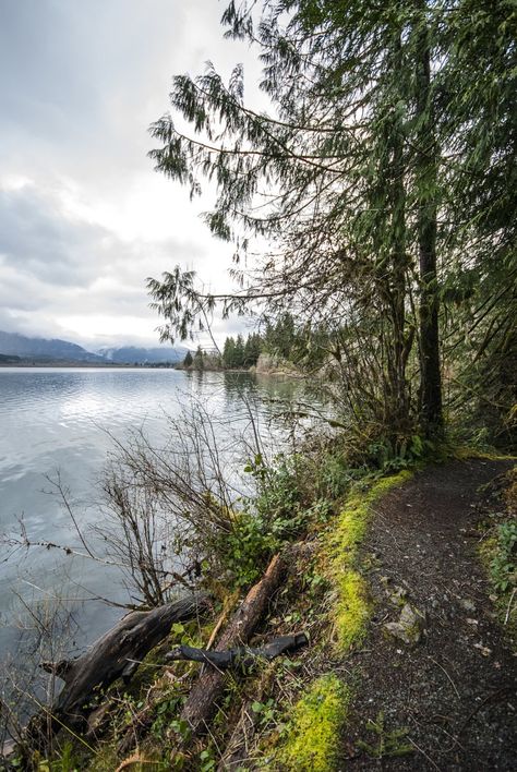 On Lake Quinault’s southern shore just beyond the boundaries of Olympic National Park lies one of the most well-protected old-growth conifer forests in the entire United States. Luckily, the Forest Service has built the Quinault National Recreation Trail System, a network of approximately 10 miles of hiking trails, to explore this incredible wilderness sanctuary. The trail system has numerous routes, but the roughly 4-mile Cedar Loop is certainly the best introduction to the variety of ... Lake Quinault, Conifer Forest, Olympic National Forest, Coastal Redwood, Cascade Falls, Lake Camping, Falls Creek, Forest Service, Olympic National Park