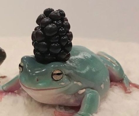 A Frog, Frogs, Blackberry, Twitter