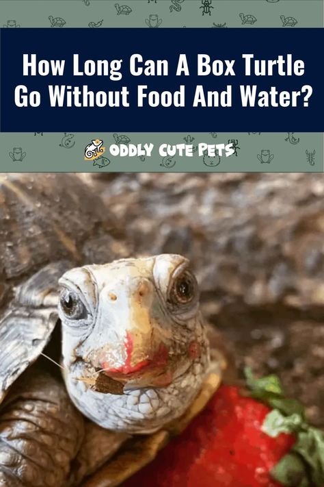 Check out how long a box turtle can go without food and water and what to do when you're going away. [DETAILS] Box Turtle Food, Box Turtles, Eastern Box Turtle, Low Maintenance Pets, Water Turtle, Red Eared Slider, Aquatic Turtles, Pet Turtle, Box Turtle