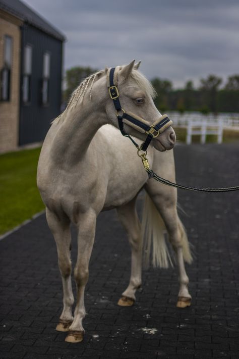 Pony Photography, Welsh Pony, Tack Shop, Horse Aesthetic, Ponies, Spirit Animal, Random Stuff, Horses, Animals