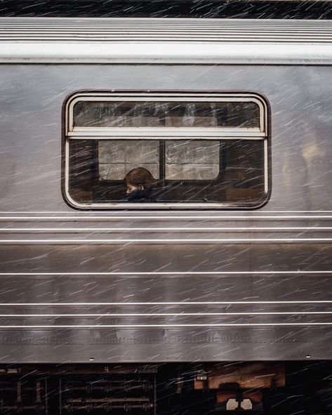 Train Story, Train Aesthetic, Moving Train, Eternal Sunshine Of The Spotless Mind, Wallpaper Tumblr, Eternal Sunshine, Cinematic Photography, Train Rides, Professional Photo